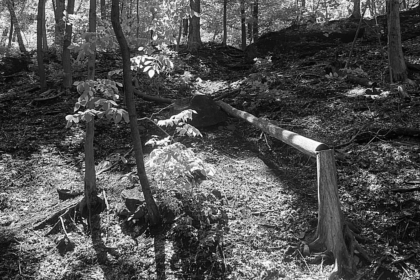 Light and Shadow, photograph 11 of 17